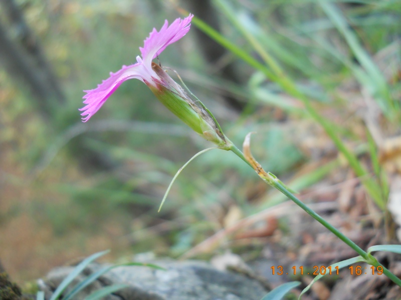 Dianthus cfre. seguieri